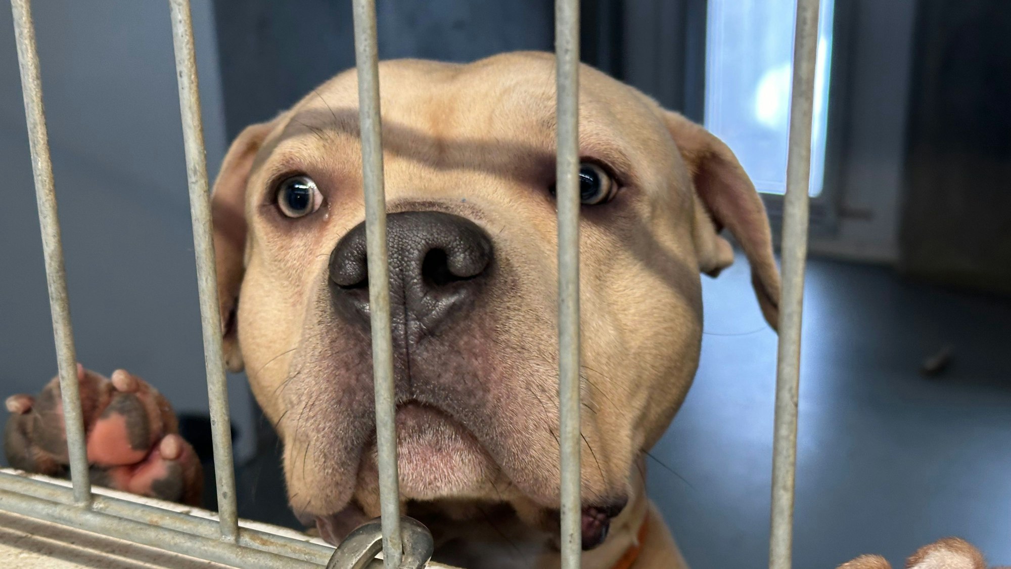 Das Tierheim in Troisdorf ist nach Corona überfüllt.Ein Hund steht an einem Gitter und blickt durch die Stäbe