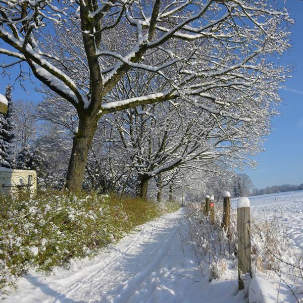 Ein verschneiter Weg führt durch eine Winterlandschaft unter blauem Himmel.