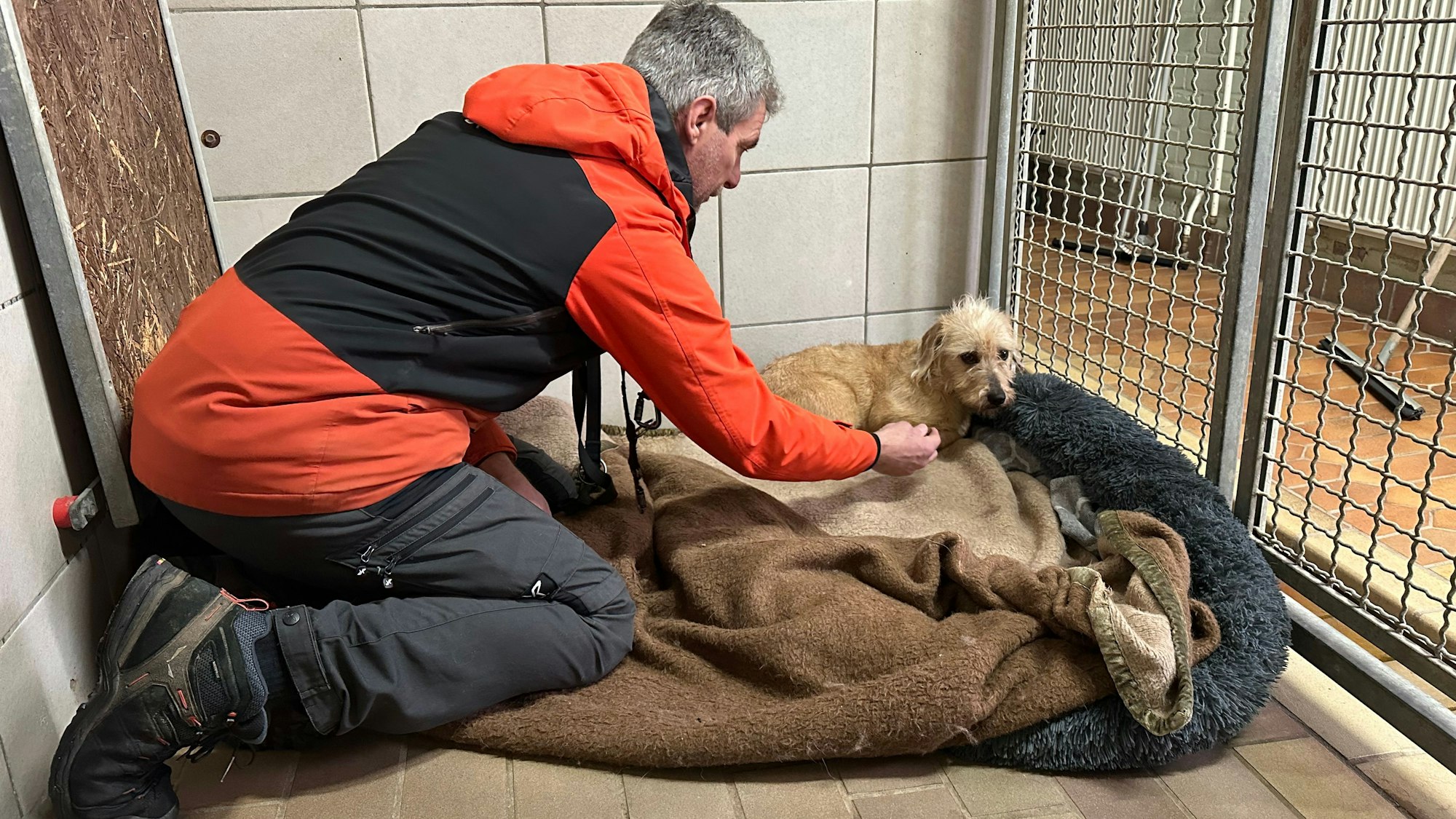 Hündin Anna wurde in Köln aus nicht artgerechter Haltung gerettet und kam so nach Troisdorf, weil auch in Köln kein Platz mehr ist. Udo Althoff, stellvertretender Vorsitzender des Tierschutzvereines, ist Hundetrainer und kümmert sich um das verängstigte Tier.