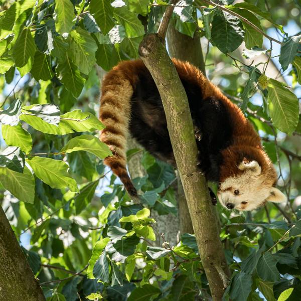 Ein Roter Panda im Kölner Zoo