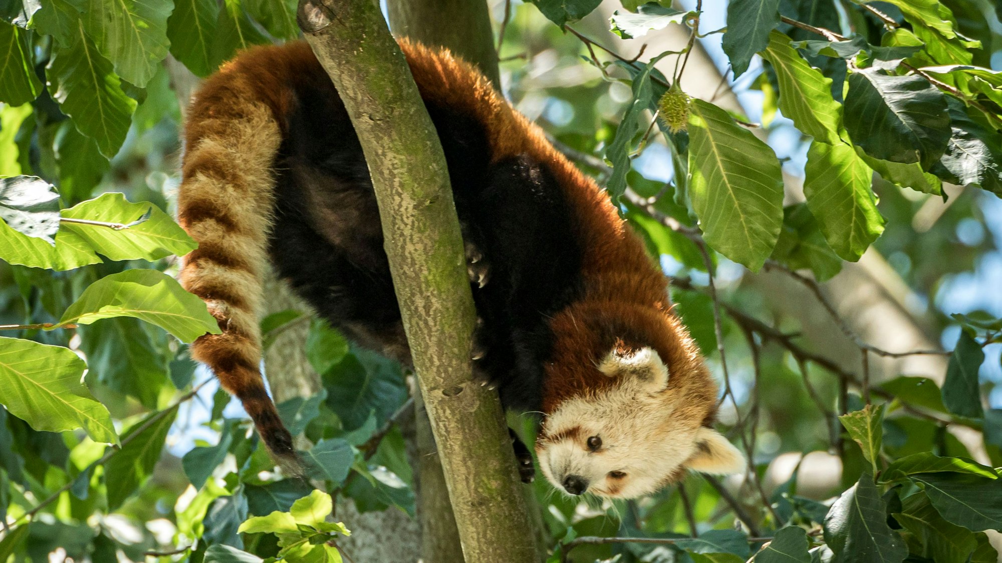 Ein Roter Panda sitzt im Kölner Zoo weit oben auf einem Baum.