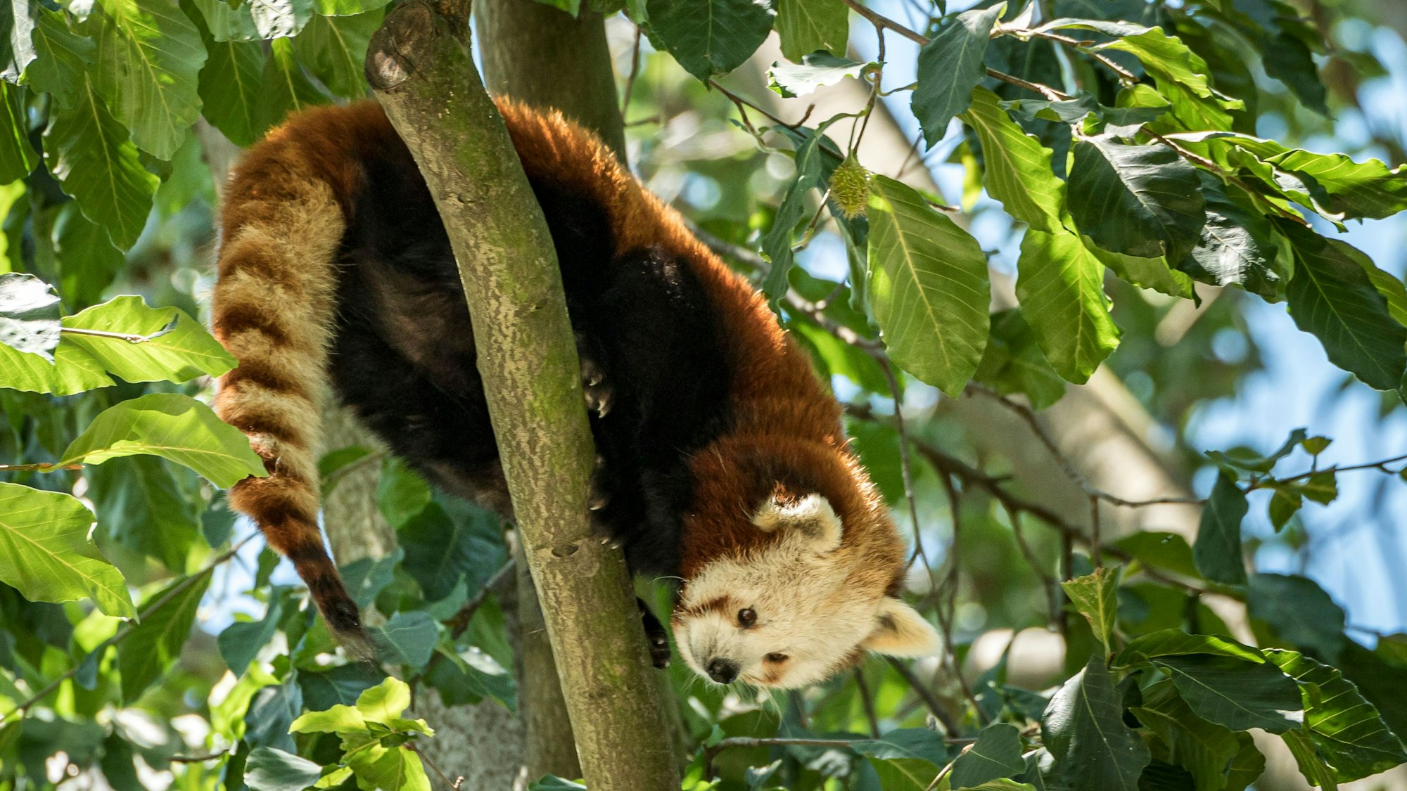 Ein Roter Panda im Kölner Zoo