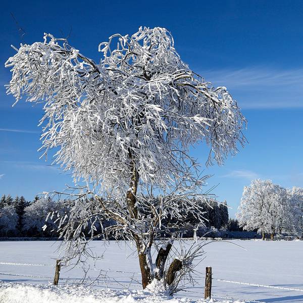 Schneeparadies am Weißen Stein in der Eifel.