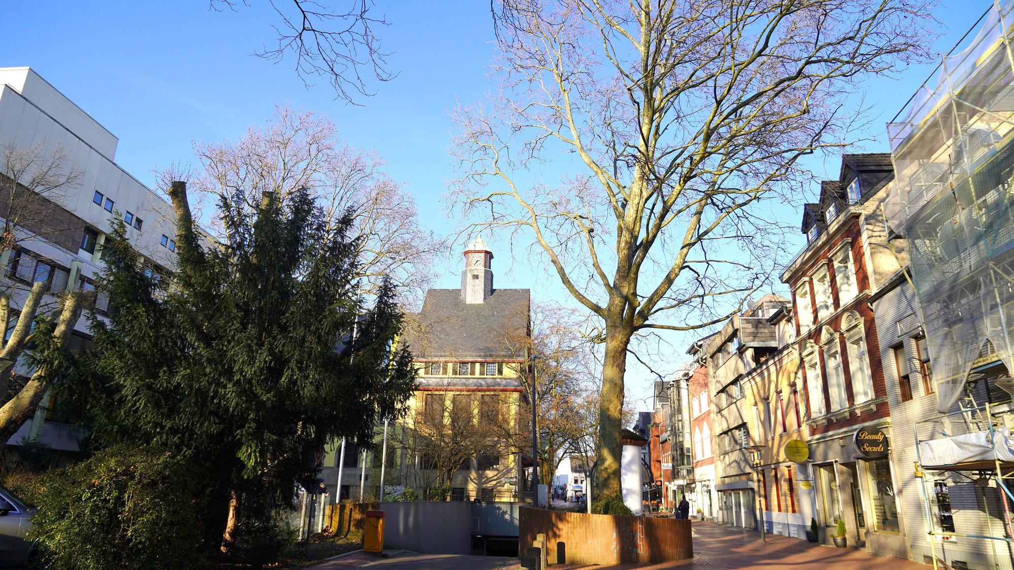 Auf dem Bild ist ein Baum zu sehen, der gefällt werden muss