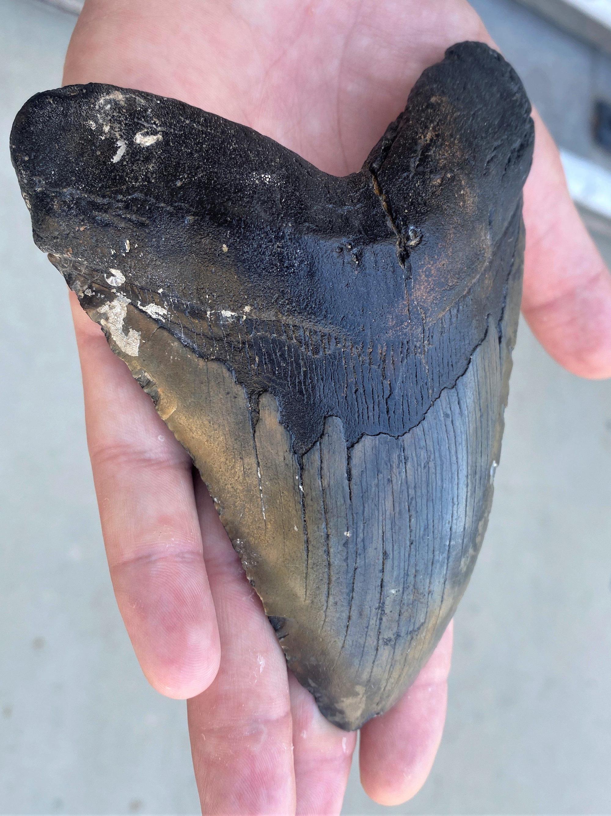 Der Biologe der UC Riverside und Erstautor der Studie, Sternes, hält einen Megalodon-Zahn.