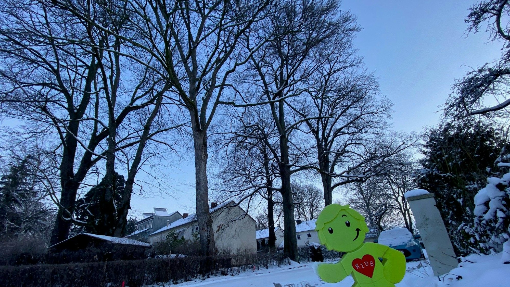 Zu sehen ist eine Gruppe von Bäumen, darunter die Buche, die gefällt werden muss.