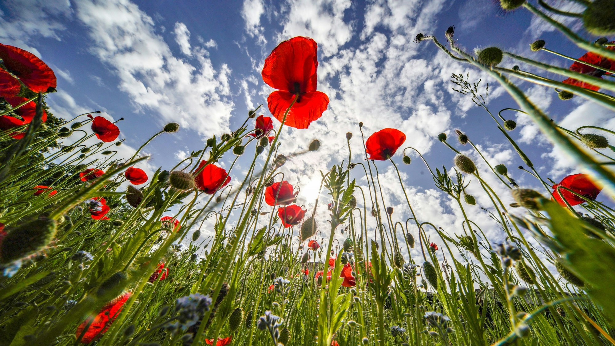 Klatschmohn blüht am Rande des Kurparks vor einem blauen Himmel, an dem lockere Bewölkung entlangzieht.
