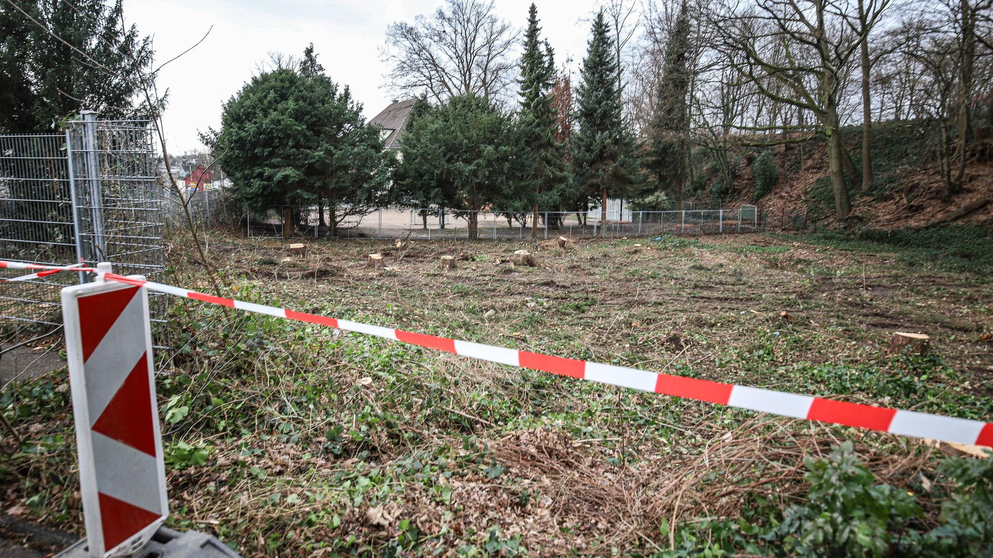 Auf dieser Fläche soll im Sommer 2025 der Neubau der Gezelinschule entstehen. Im Hintergrund hinter den Nadelbäumen ist das Dach des Altbaus der Schule zu erkennen.