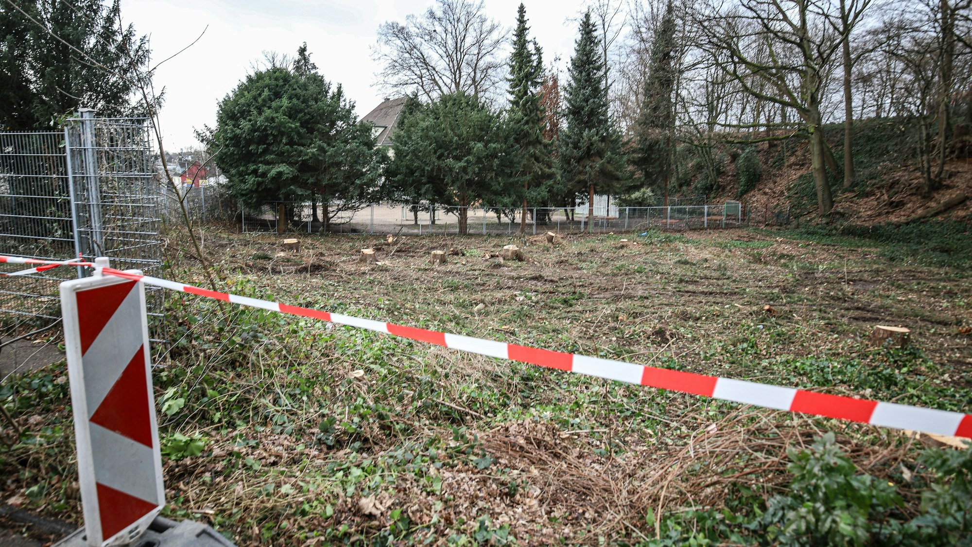 Auf dieser Fläche soll im Sommer 2025 der Neubau der Gezelinschule entstehen. Im Hintergrund hinter den Nadelbäumen ist das Dach des Altbaus der Schule zu erkennen.