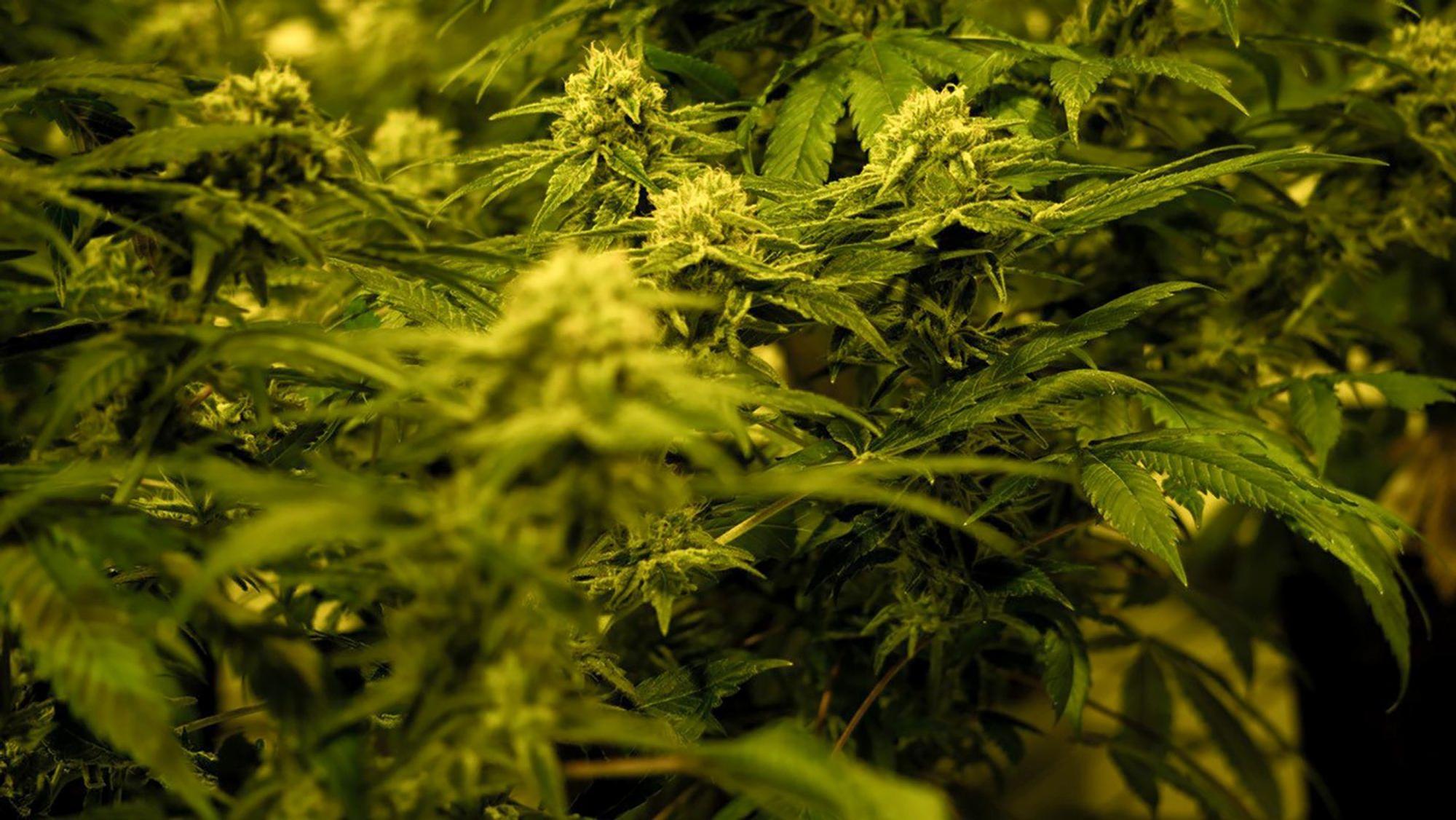 Eine THC-haltige medizinische Cannabispflanze in einer Zuchtanlage des Schweizer Cannabisunternehmens TB Farming AG.