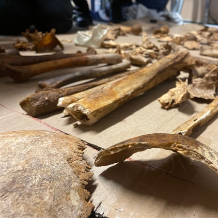 Mehr als 100 Jahre alte, menschliche Knochen sind auf einem Tisch ausgebreitet. Sie waren bei Bauarbeiten in Niederelvenich gefunden worden.