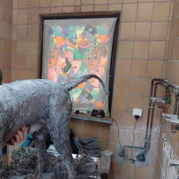 Einer der völlig verwahrlosten Hunde im Tierheim Zollstock mit frisch rasiertem Fell