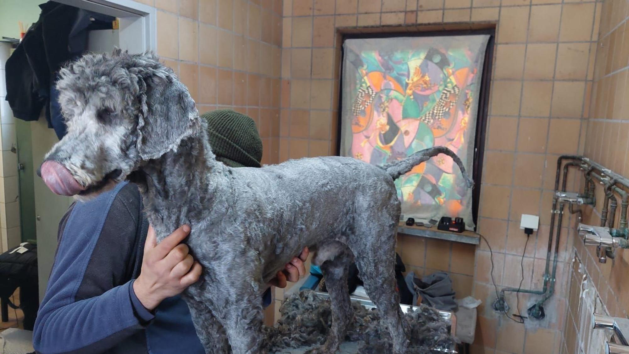 Ein Hund mit frisch geschorenem Fell steht auf einem Tisch im Tierheim Zollstock.