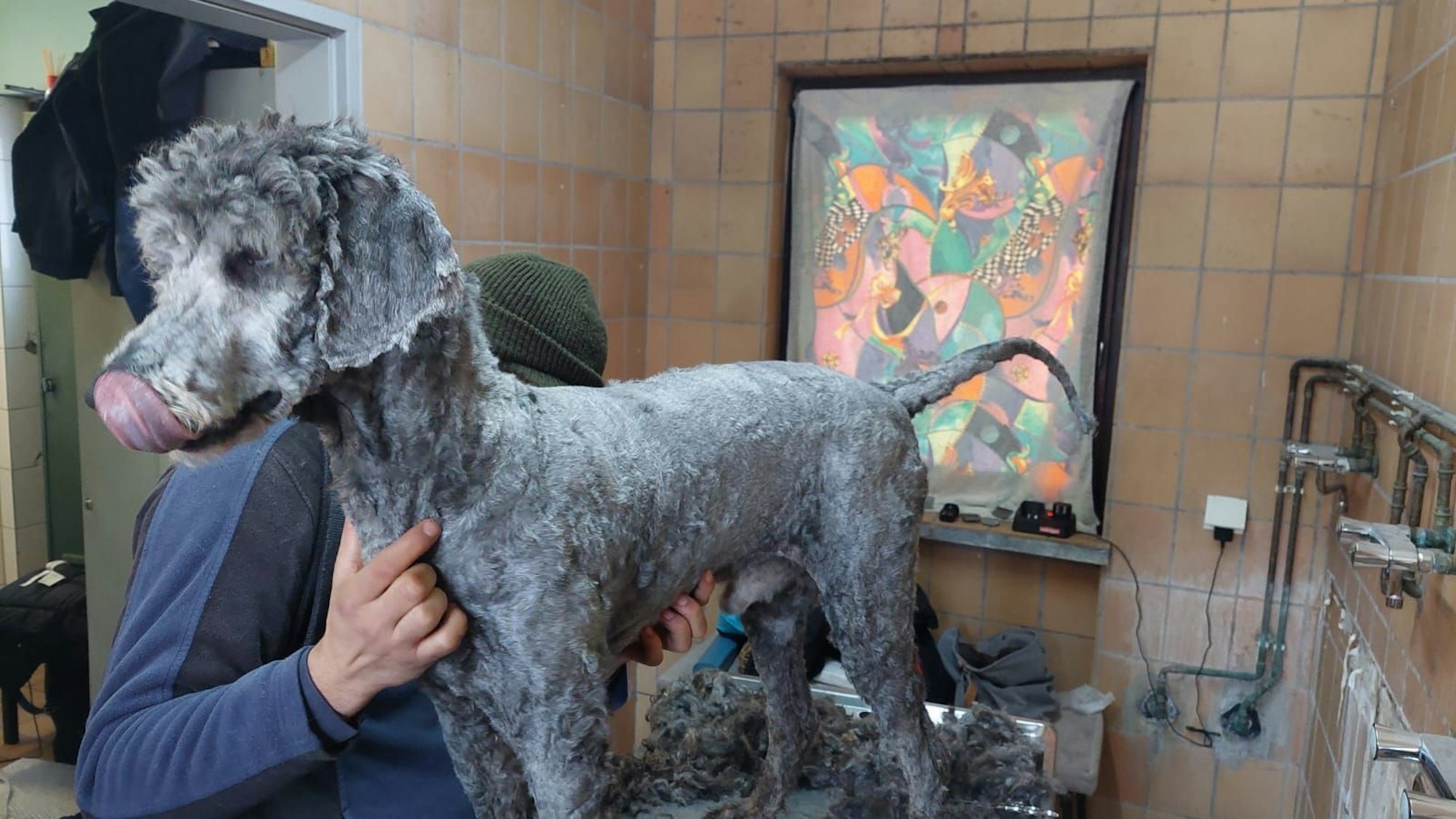 Einer der völlig verwahrlosten Hunde im Tierheim Zollstock mit frisch rasiertem Fell