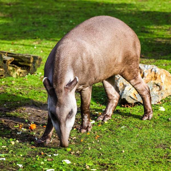 Tapir Mendoza lebt seit Dezember letzten Jahres im Kölner Zoo.