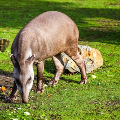 Tapir Mendoza lebt seit Dezember letzten Jahres im Kölner Zoo.
