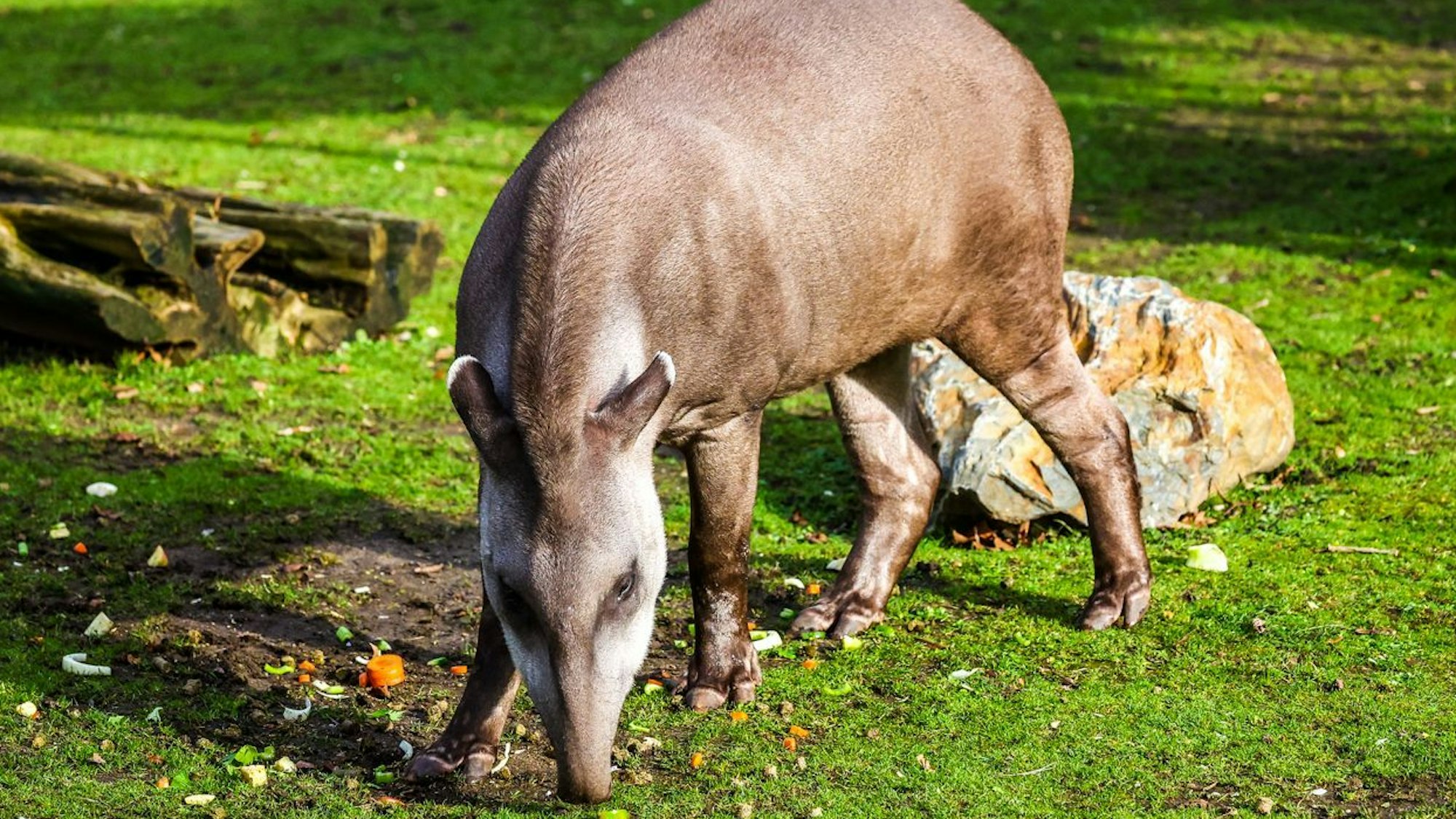 Tapir Mendoza lebt seit Dezember letzten Jahres im Kölner Zoo.