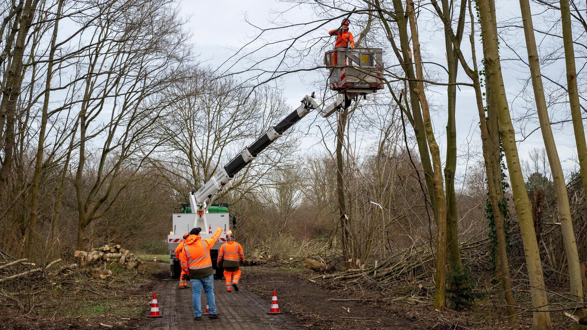 Mehrere Mitarbeiter des Grünflächenamtes der Stadt arbeiten im Wald.