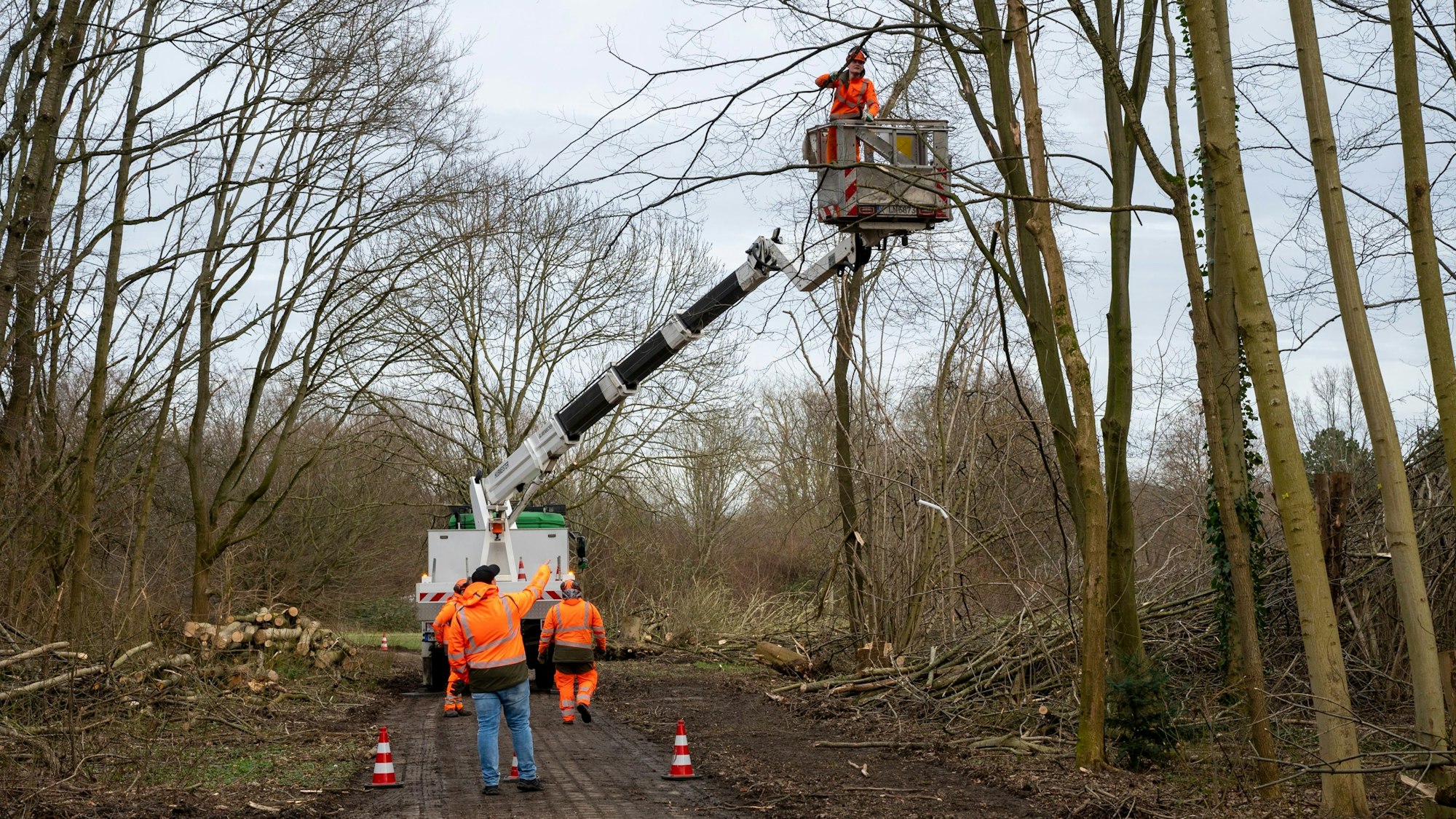 Mehrere Mitarbeiter des Grünflächenamtes der Stadt arbeiten im Wald.