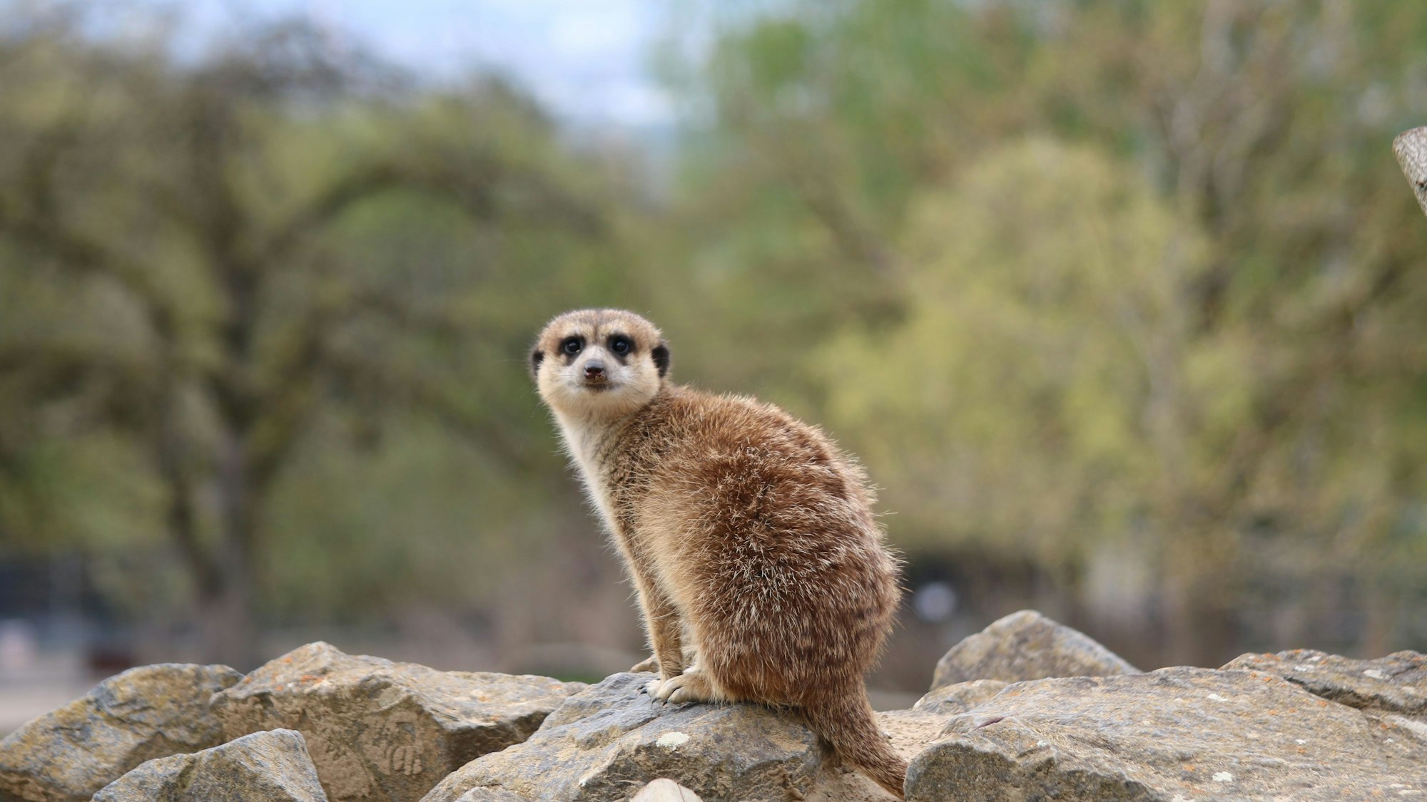 Ein Erdmännchen sitzt im Zoo Neuwied auf einem Stein.