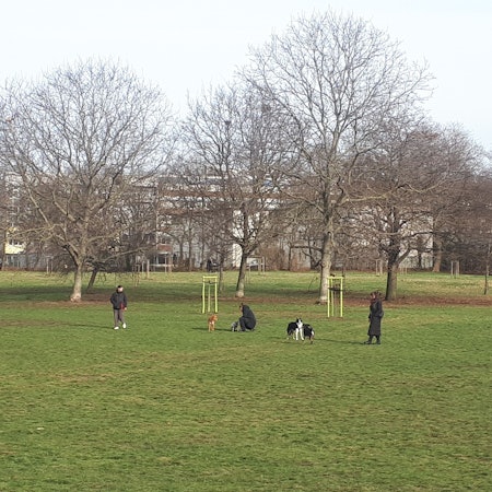 Die Hunde-Freilauffläche, derzeit auf der großen Wiese in der Mitte des Parks, soll ganz in den Süden des Giesbertsparks, nahe der Florastraße, umziehen. (Archivbild)