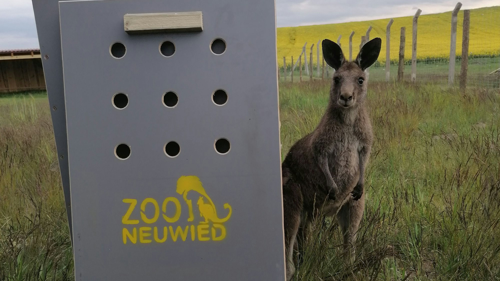 Ein Känguru steht neben einem Aufsteller mit der Schrift „Zoo Neuwied“.