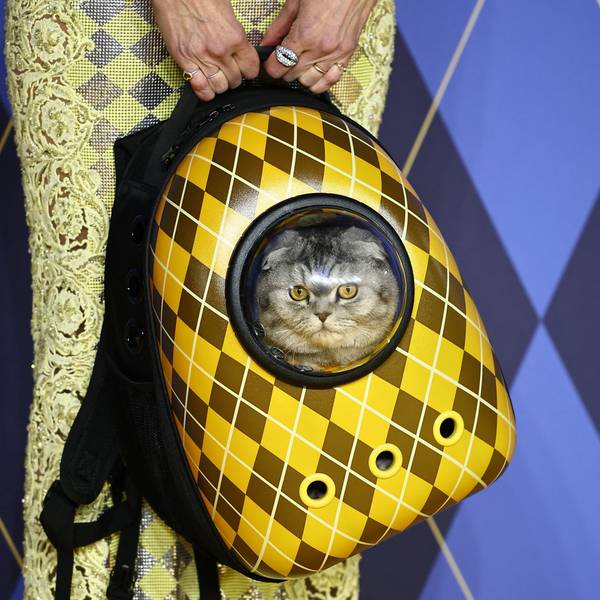 German model Claudia Schiffer holds a cat in a backpack as she poses on the red carpet upon arrival to attend the world premiere of the film "Argylle" in central London on January 24, 2024. (Photo by HENRY NICHOLLS / AFP)