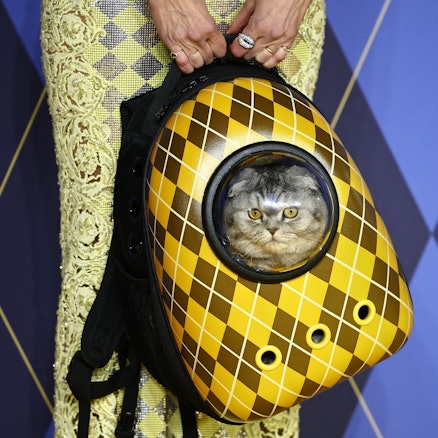German model Claudia Schiffer holds a cat in a backpack as she poses on the red carpet upon arrival to attend the world premiere of the film "Argylle" in central London on January 24, 2024. (Photo by HENRY NICHOLLS / AFP)