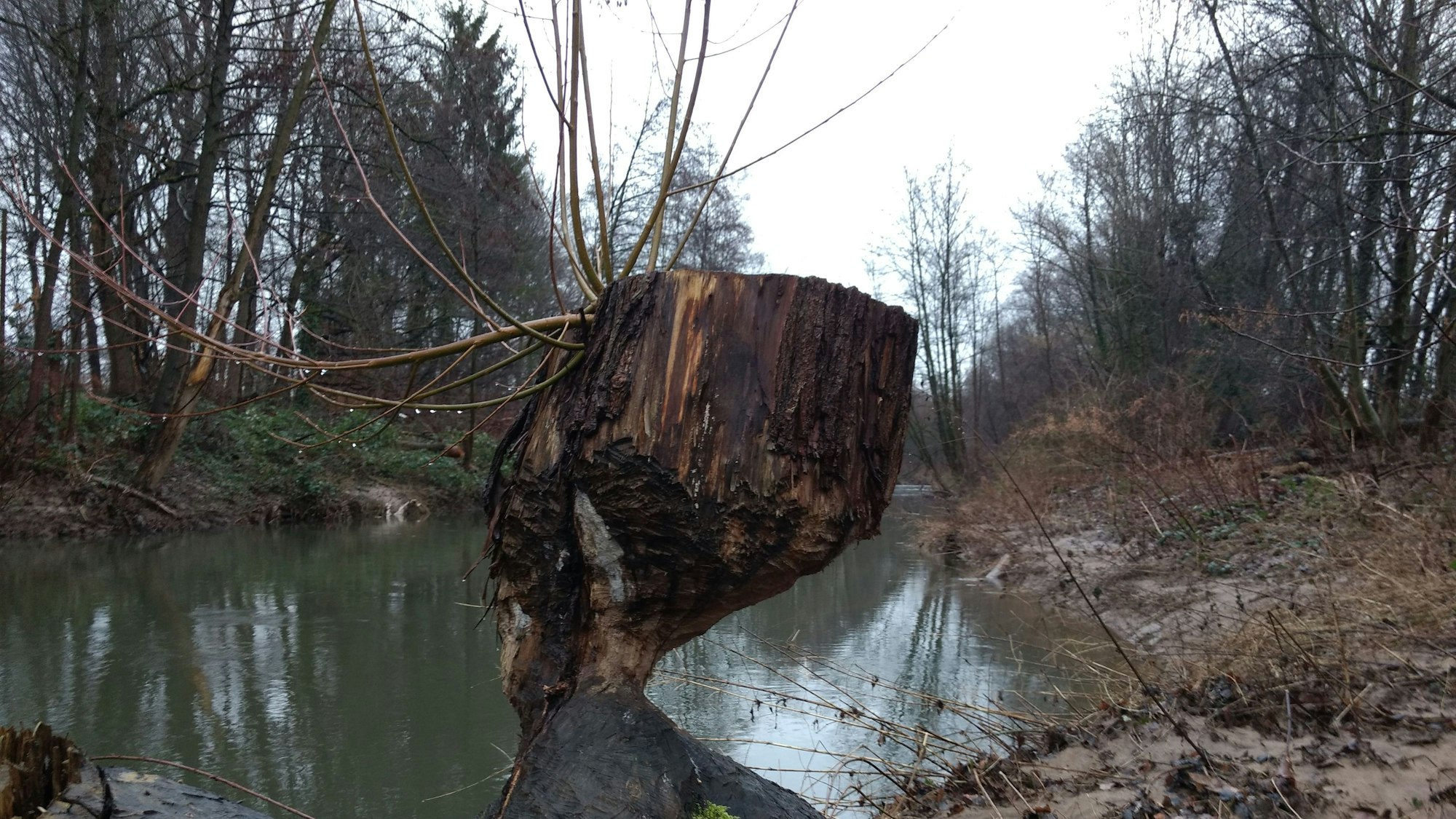 Von einem Biber angefressene Weide am Dhünnufer.