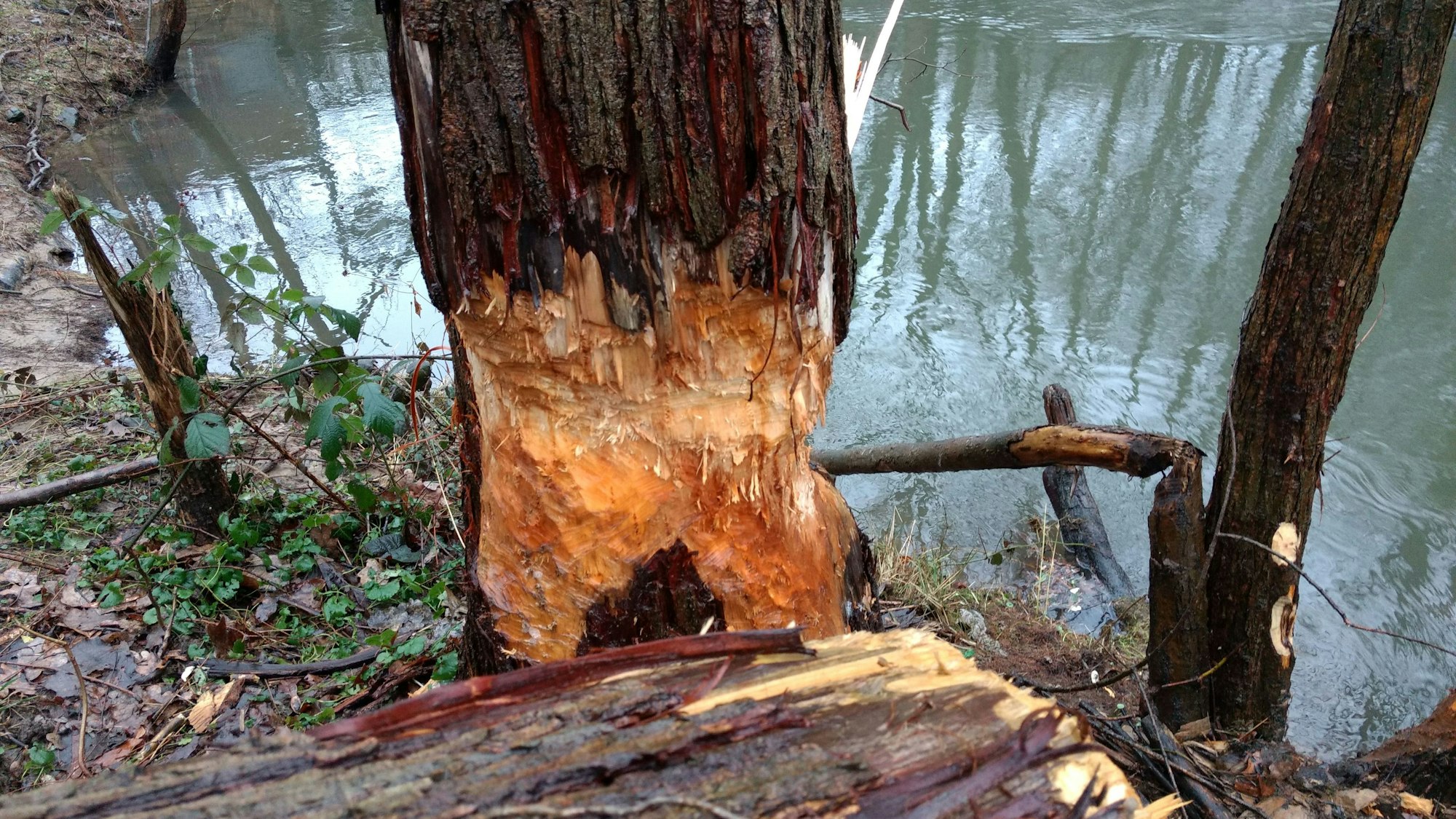 Typische Biberfraßspuren an einem Baum.
