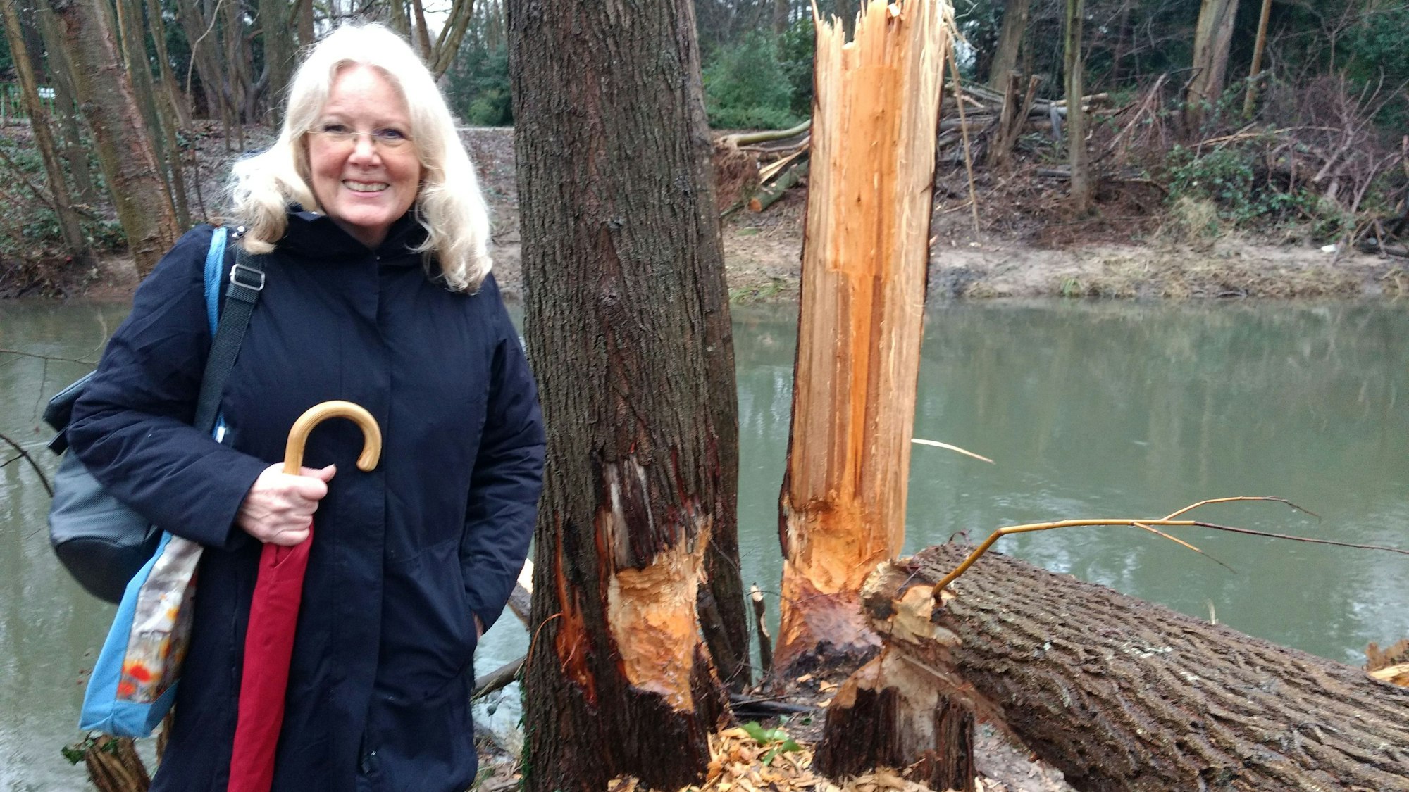 Eine Frau steht neben von Bibern gefällten Bäumen.