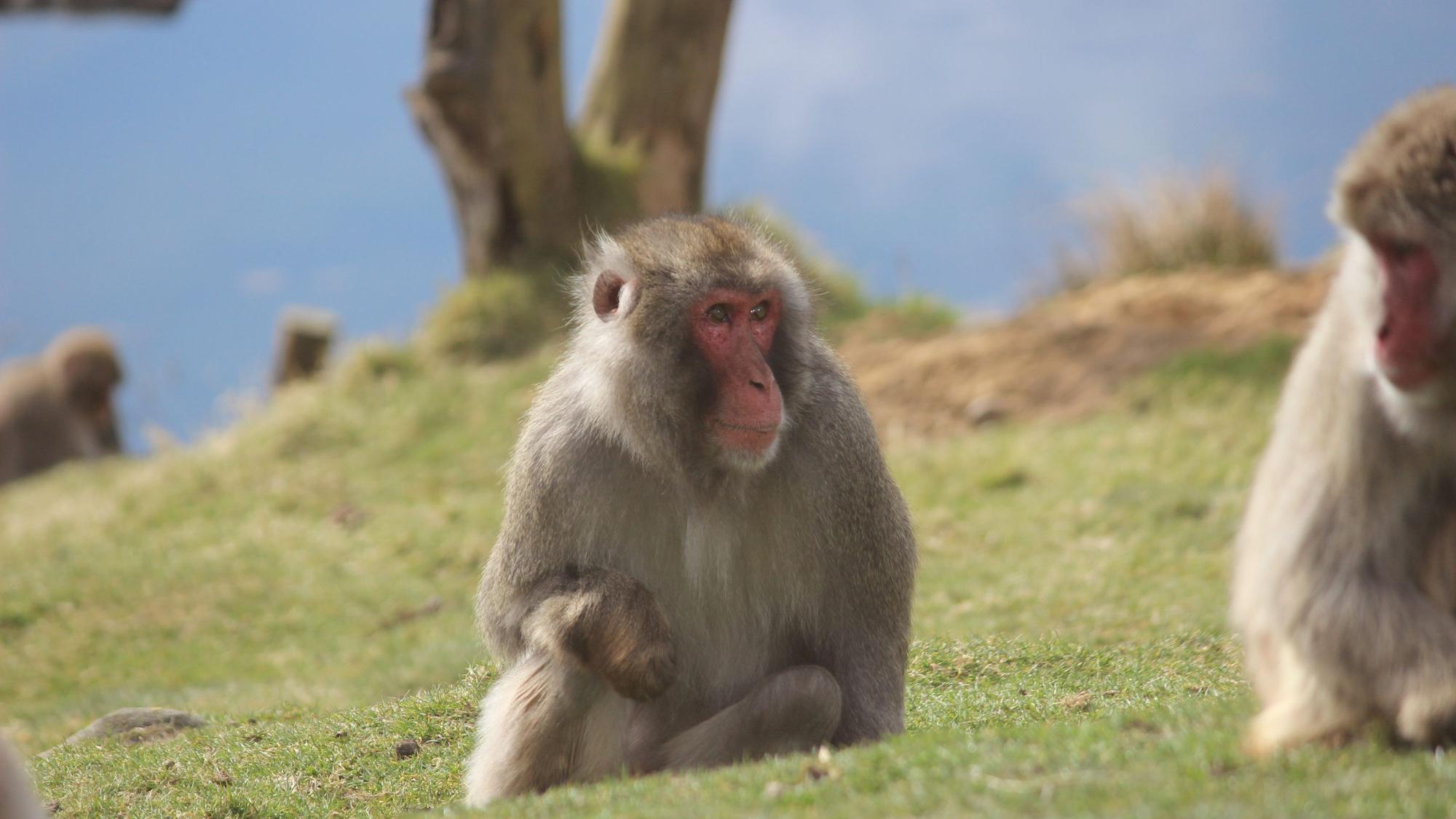 HANDOUT - 24.03.2022, Großbritannien, Kincraig: Japanmakaken (Macaca fuscata) im Highland Wildlife Park. Ein ausgebüxter Affe sorgt in den schottischen Highlands für Aufregung.
