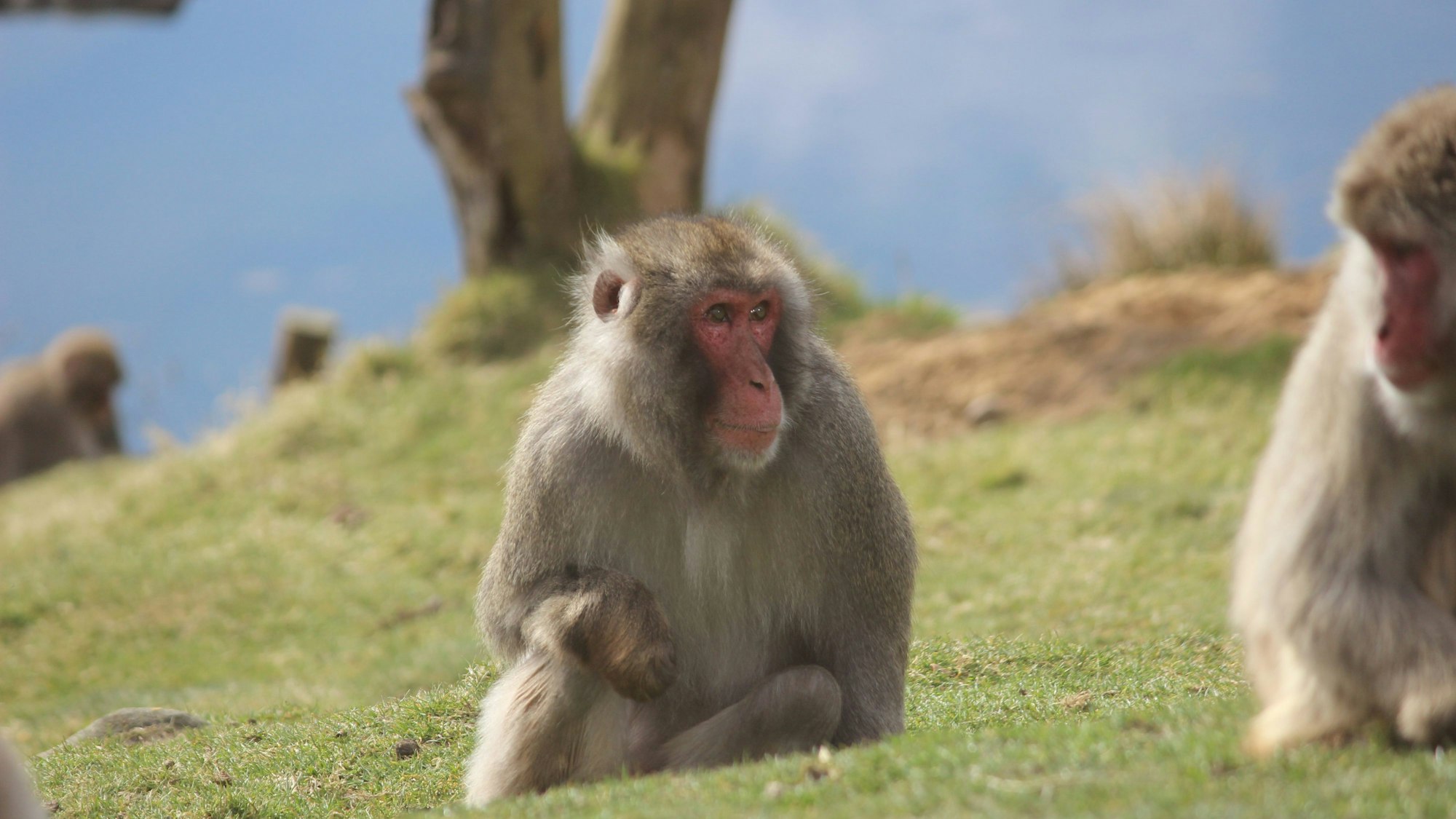 HANDOUT - 24.03.2022, Großbritannien, Kincraig: Japanmakaken (Macaca fuscata) im Highland Wildlife Park. Ein ausgebüxter Affe sorgt in den schottischen Highlands für Aufregung.