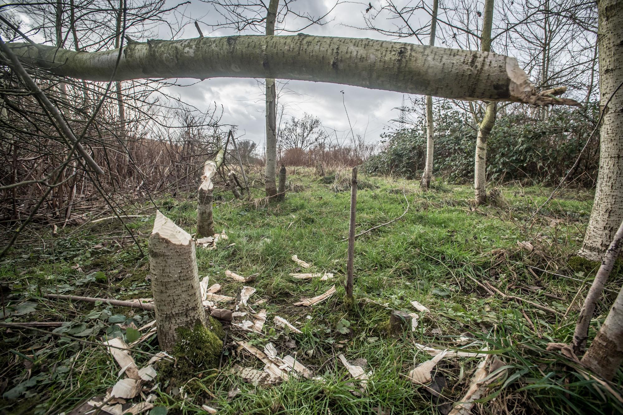 Von einem Biber frisch abgenagte kleine Weidenbäumchen an der Dhünnmündung. Foto: Ralf Krieger