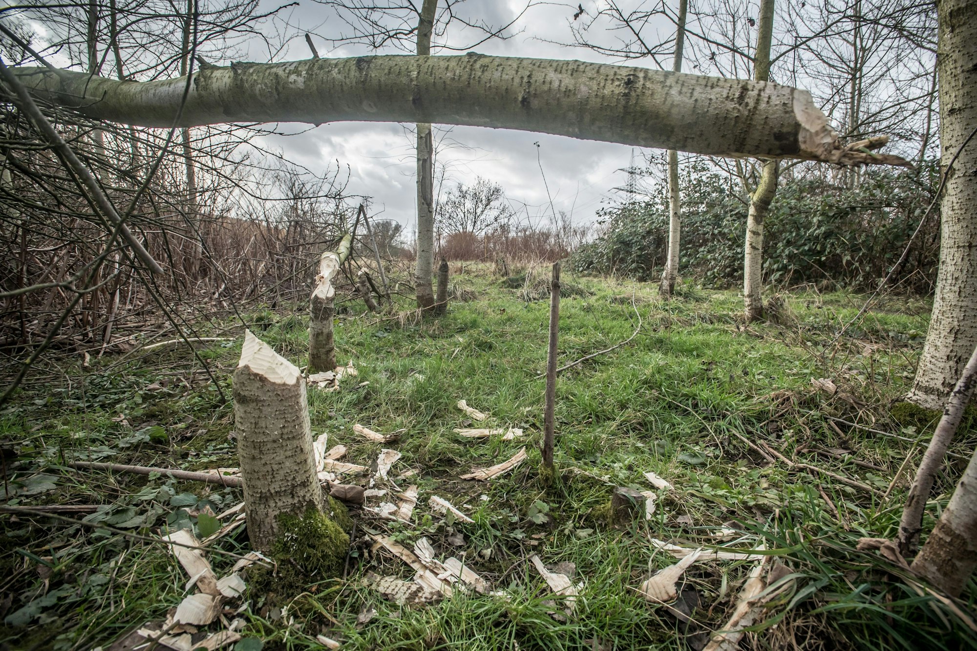 Von einem Biber frisch abgenagte kleine Weidenbäumchen an der Dhünnmündung. Foto: Ralf Krieger