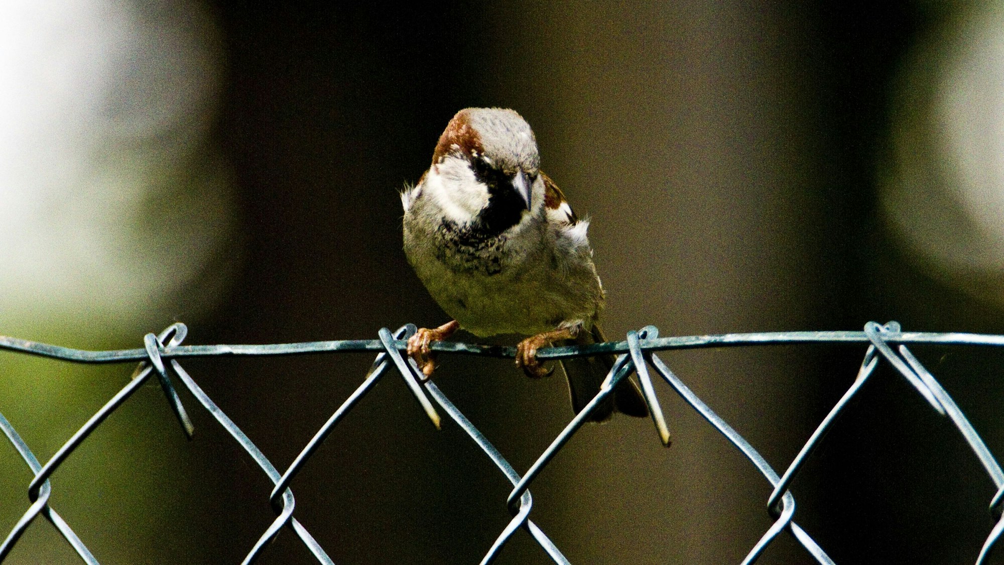 Ein Haussperling sitzt auf einem Maschendrahtzaun.
