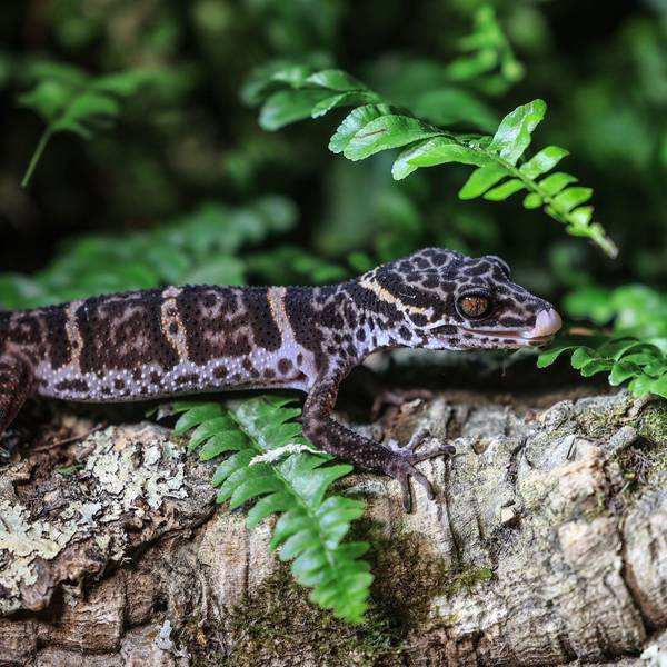 Ein Tigergecko sitzt im Zoo in Köln auf einem Baumstamm.