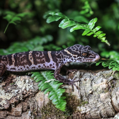 Ein Tigergecko sitzt im Zoo in Köln auf einem Baumstamm.