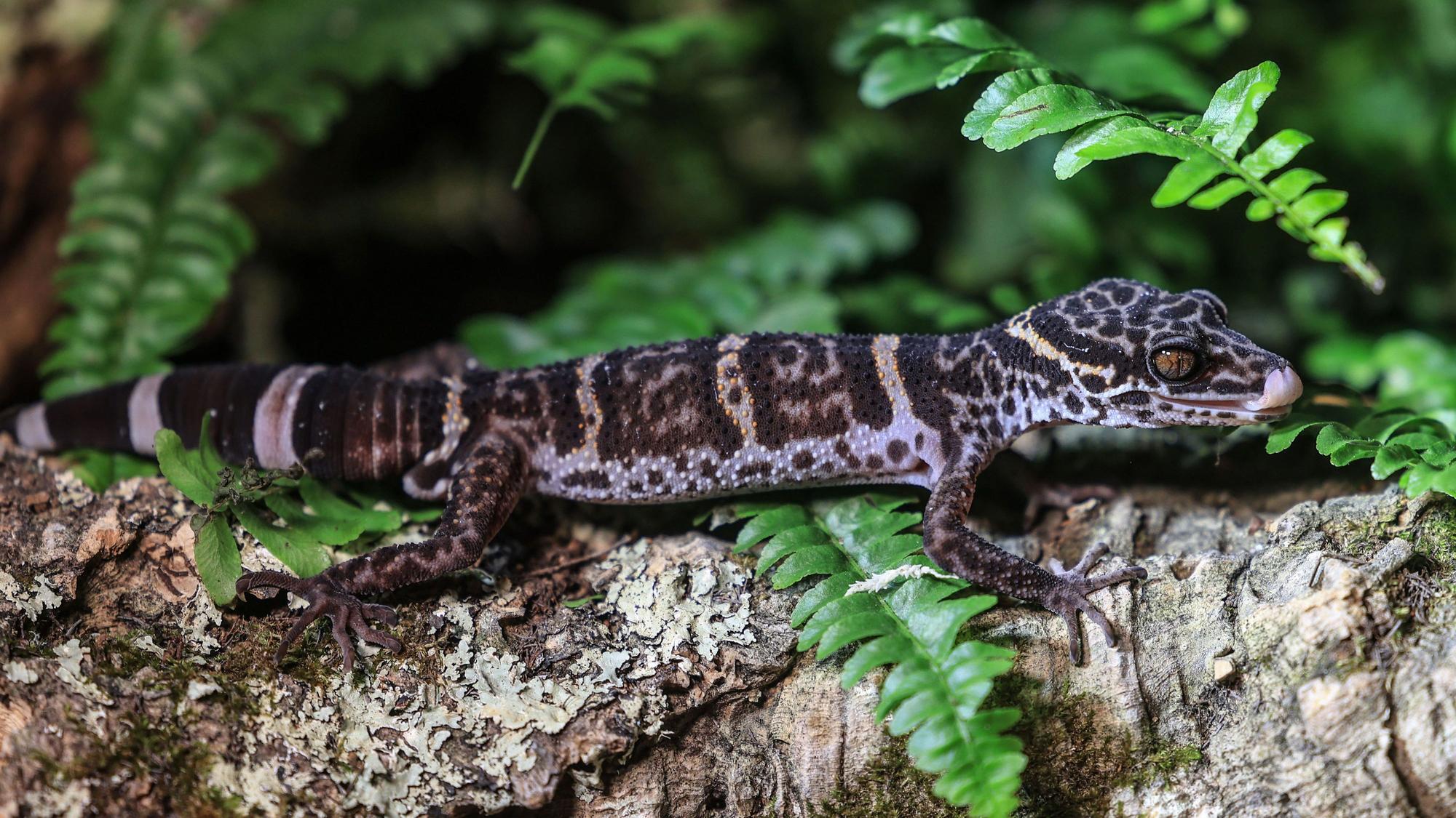 Ein Tigergecko sitzt im Zoo in Köln auf einem Baumstamm.