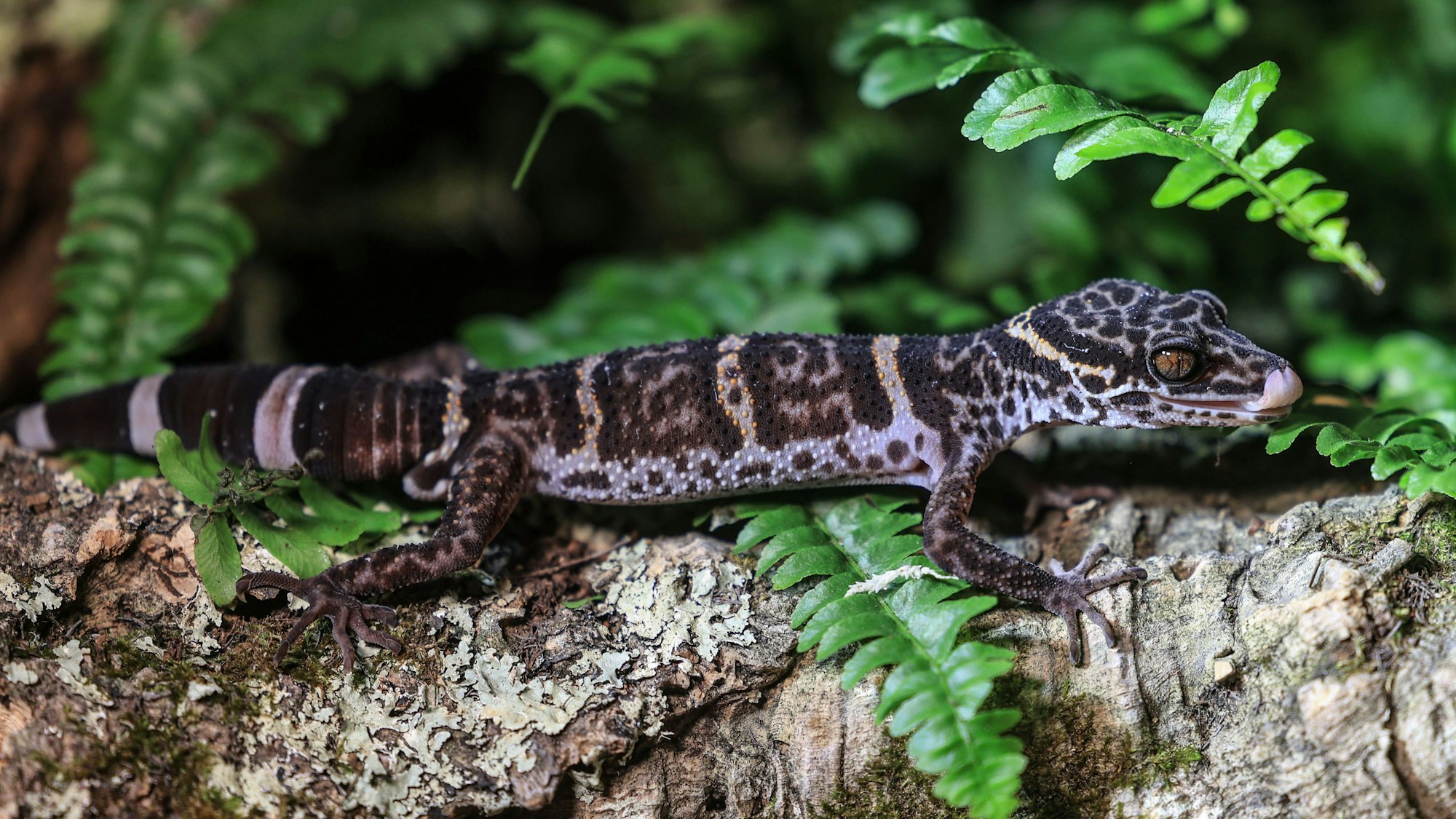 Ein Tigergecko sitzt im Zoo in Köln auf einem Baumstamm.