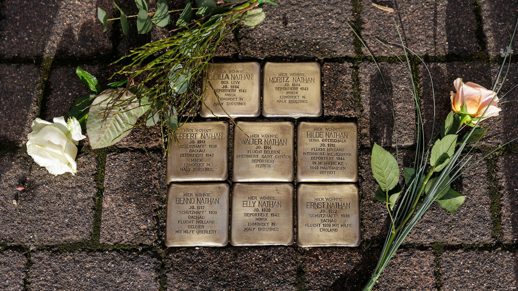 Die Stolpersteine der Familie Nathan in Sindorf, daneben liegen Rosen.