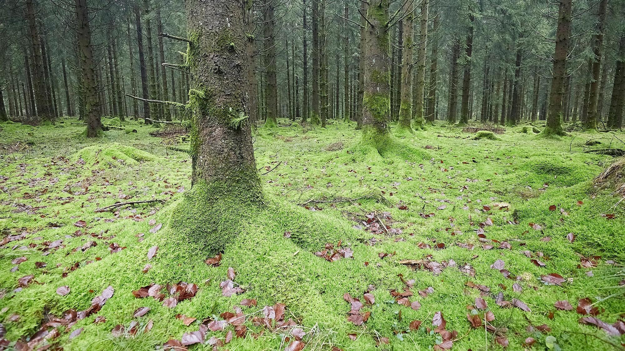 Das Bild zeigt zahlreiche Baumstämme und den mit grünem Moos und wenigen braunen Blättern bedeckten Waldboden bei Nettersheim.