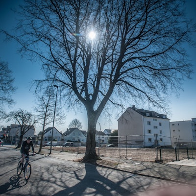 Linde, Baum Nr. 23, muss stehen bleiben. Foto: Ralf Krieger