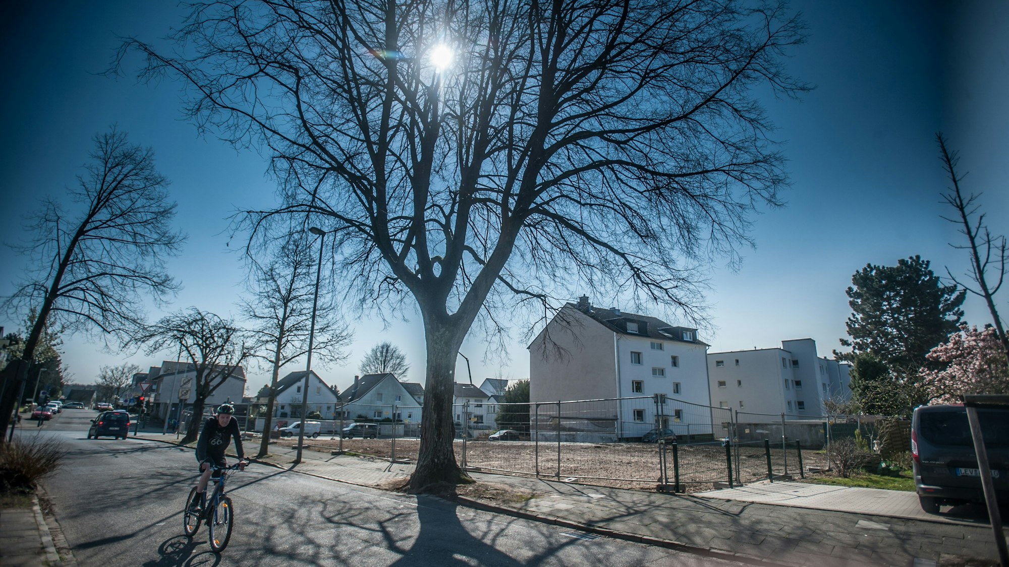 Linde, Baum Nr. 23, muss stehen bleiben. Foto: Ralf Krieger
