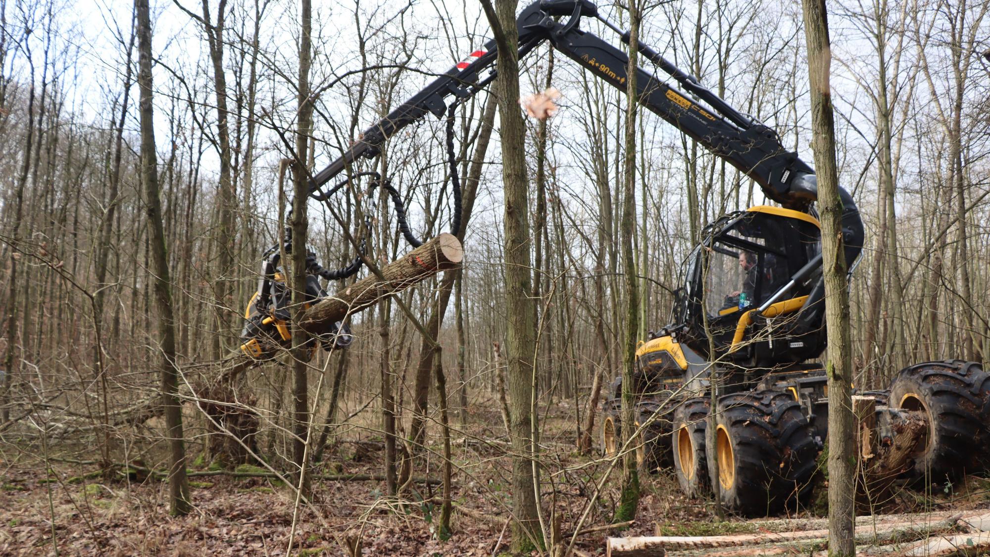 Auf dem Foto ist ein Harvester, eine Baumaschine, zu sehen. Mit dem Arm hebt sie einen Baumstamm aus dem Unterholz.