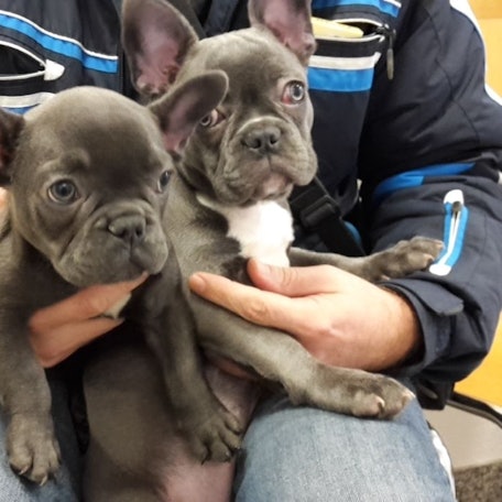 Zwei Welpen sitzen auf dem Schoß einer nicht weiter kenntlichen Person.