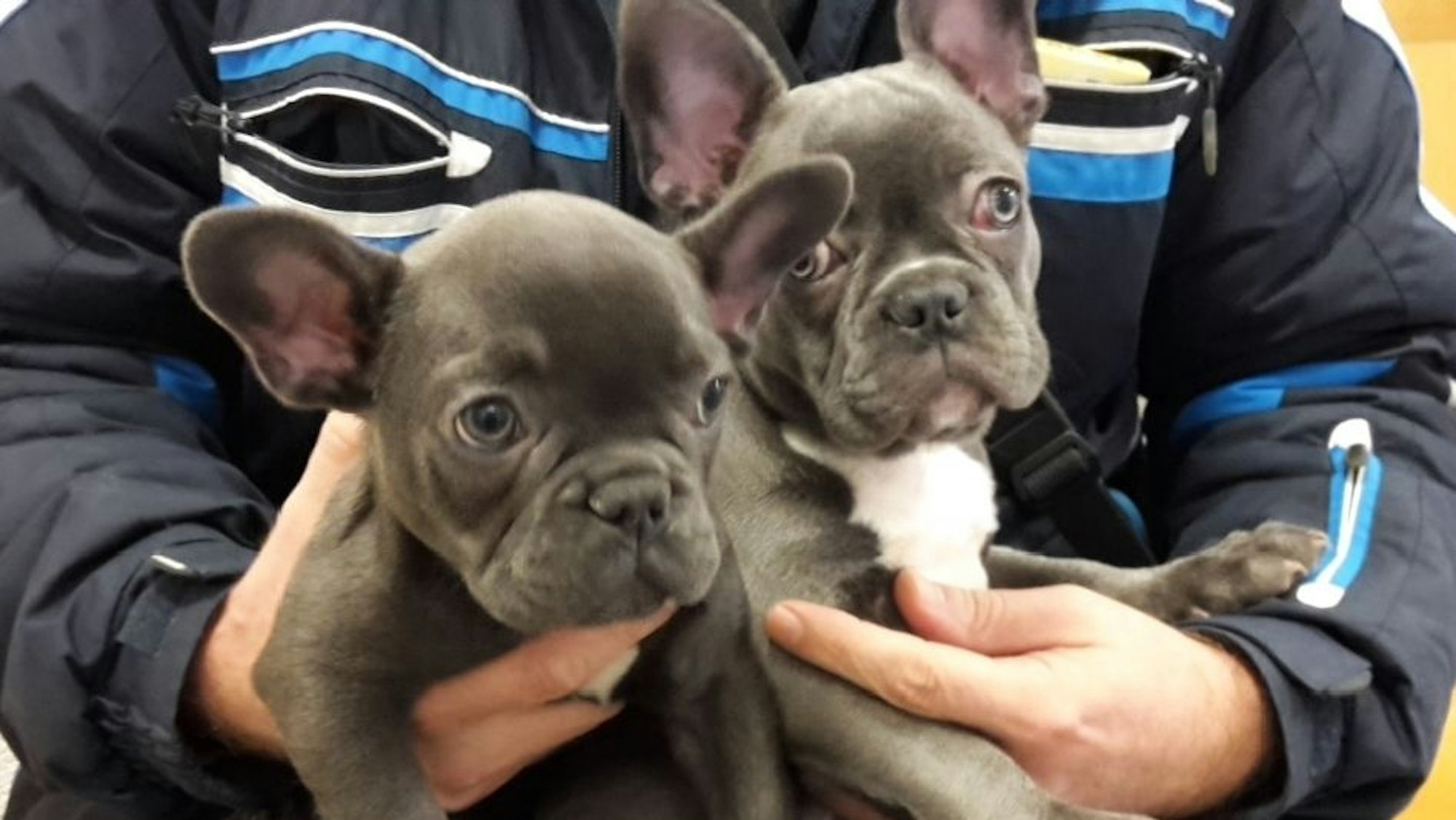Zwei Welpen sitzen auf dem Schoß einer nicht weiter kenntlichen Person.