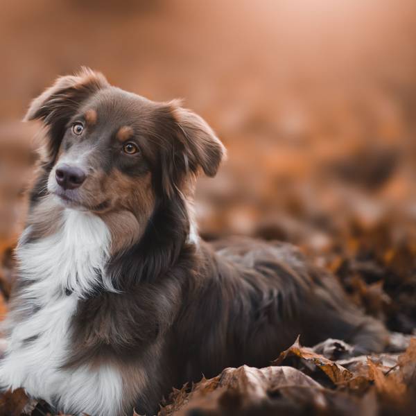 Hund sitzt im Laub