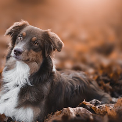 Hund sitzt im Laub