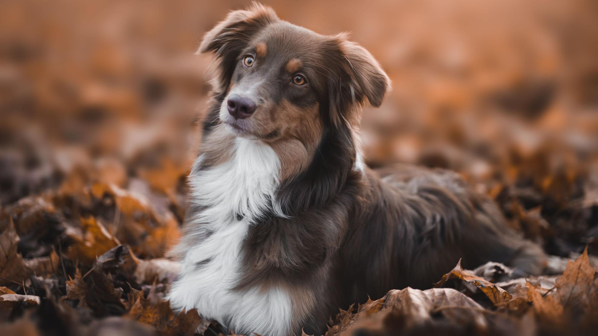 Hund sitzt im Laub